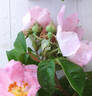 Rosa x macrantha du champ de la fontaine rose photo