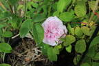 Marquise Boccella rose photo