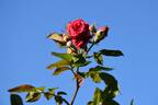 Hi Ho rose photo