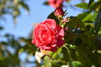 Hi Ho rose photo