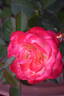 Chameleon Rose rose photo
