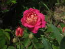 Feroxia rose photo
