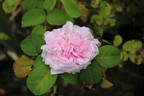 Marquise Boccella rose photo