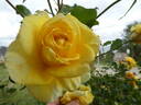 Sterntaler ® rose photo