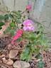 Bonica, Cl. rose photo