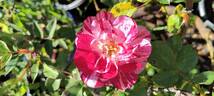 Striped Queen rose photo