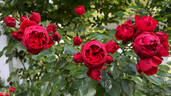 Florentina rose photo