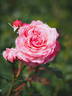Flora Colonia rose photo