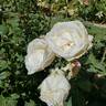 Rex Anderson rose photo