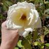 Louisiana rose photo