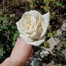 Louisiana rose photo