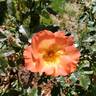 Playboy rose photo