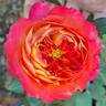 Meilivoine rose photo