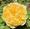 Golden Zest ™ rose photo