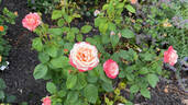Ann Marie Harris rose photo