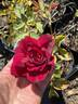 Mirandy rose photo