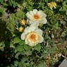 Ivory Fashion rose photo