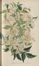 <i>Clematis montana</i> var. <i>glabra</i> clematis photo