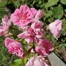 China Doll rose photo