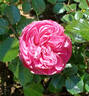 Filer rose photo