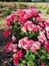 Château de Villemarceau ® rose photo
