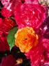 Château de Villemarceau ® rose photo