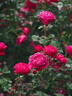 Cybelle ® rose photo