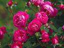 Cybelle ® rose photo