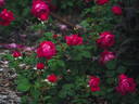 Cybelle ® rose photo