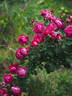 Cybelle ® rose photo