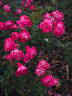 Cybelle ® rose photo