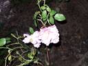 Bonica, Cl. rose photo