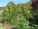 R. banksiae lutescens rose photo