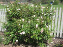 Madame Joseph Schwartz rose photo