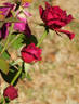 Prospero ® rose photo