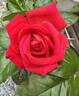 Grand Slam (hybrid tea, Swim rose photo