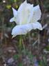 Pascali rose photo