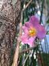 Rigo Fortuna rose photo