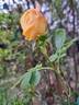 Charles Darwin ® rose photo