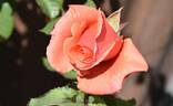 Alibaba rose photo