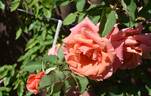 Alibaba rose photo
