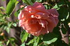 Alibaba rose photo