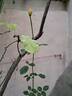 Charles Austin rose photo