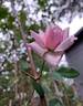 The Mayflower rose photo