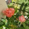 Margo Koster, Cl. rose photo