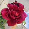 Mirandy rose photo