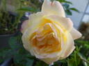 Lampion rose photo