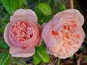 Aphrodite ® rose photo