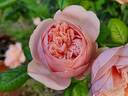 Aphrodite ® rose photo