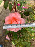 Sweet Fragrance rose photo